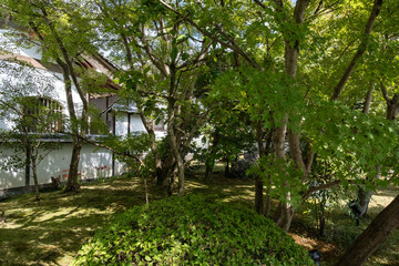 日本、京都、永観堂、禅林寺、寺院、佛寺、佛教、庭園、文化財、木造建築、古代建築、日本文化、歷史名勝、青空、木、綠色、池塘、鯉魚、風景、写真素材