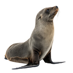 Naklejka premium Pinniped png seal png sea lion png walrus png marine mammal png aquatic animal png ocean creature png flipper animal png transparent background image