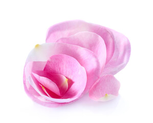 Rose petals in closeup on white background