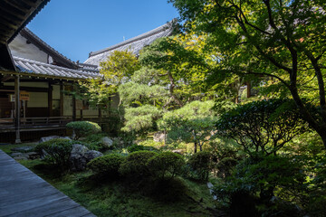 日本、京都、永観堂、禅林寺、寺院、佛寺、佛教、庭園、文化財、木造建築、古代建築、日本文化、歷史名勝、青空、木、綠色、池塘、鯉魚、風景、写真素材