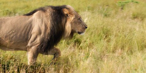 Fototapeta premium Side profile of a majestic male lion walking through tall grass in the African savannah. Ideal for: wildlife conservation, safari campaigns, African fauna, and predator behavior documentation.