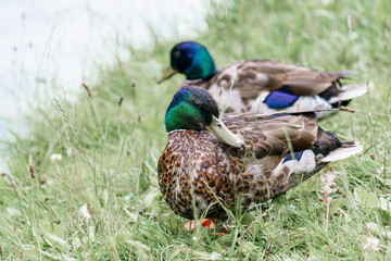 Two mallard ducks resting on the grassy bank by the water on a serene afternoon in early spring