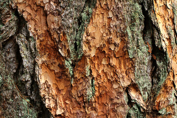 bark of a larch tree in close-up. natural background.