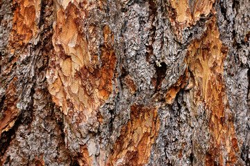 bark of a larch tree in close-up. natural background.