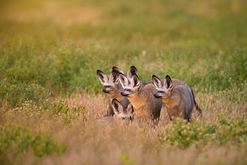 Pack of Bat-eared foxes (Otocyon megalotis)  in grassy savanna of Central Kalahari at sunrise morning. Ideal for: African wildlife, endangered species, desert ecosystems, safari photography.