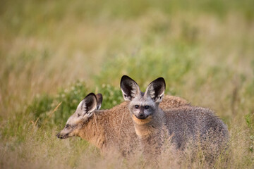Bat-eared foxes (Otocyon megalotis) partly hidden in golden grass at Central Kalahari, Botswana. Ideal for: wildlife conservation, African mammals, natural camouflage scenes.