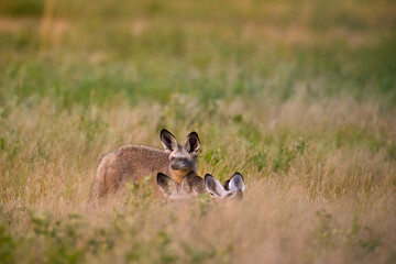 Pack of Bat-eared foxes (Otocyon megalotis)  in grassy savanna of Central Kalahari at sunrise morning. Ideal for: African wildlife, endangered species, desert ecosystems, safari photography.