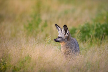 Bat-eared fox (Otocyon megalotis) sitting alert in golden savannah grass of Central Kalahari, Botswana. A rare close-up wildlife portrait with soft natural backlight and minimalism.