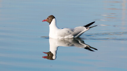 seagull on the water