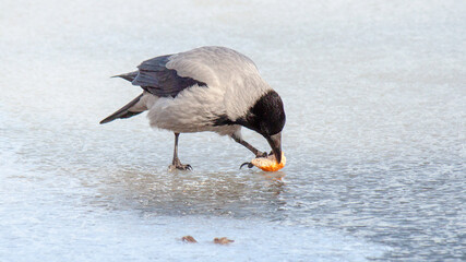 great crested grebe