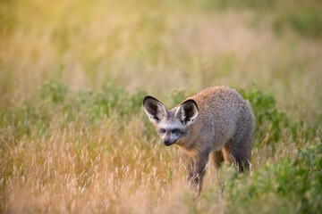 Bat-eared fox (Otocyon megalotis) sitting alert in golden savannah grass of Central Kalahari, Botswana. A rare close-up wildlife portrait with soft natural backlight and minimalism.