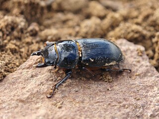 bug on the ground