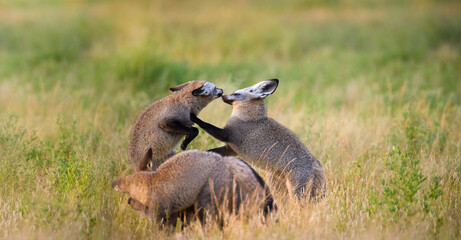 Bat-eared fox (Otocyon megalotis), cubs playing in grassy savanna of Central Kalahari at sunrise morning. Ideal for: African wildlife, endangered species, desert ecosystems, safari photography.