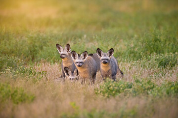 Pack of Bat-eared foxes (Otocyon megalotis)  in grassy savanna of Central Kalahari at sunrise morning. Ideal for: African wildlife, endangered species, desert ecosystems, safari photography.