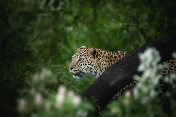 Leopard (Panthera pardus) stalking through dense green bush in Central Kalahari. Perfect for wildlife conservation themes, predator poster and safari photography. Colours: green, black, gold.
