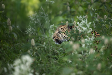 Leopard (Panthera pardus) stalking through dense green bush in Central Kalahari. Perfect for wildlife conservation themes, predator poster and safari photography. Colours: green, black, gold.