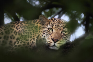 Eye contact with  wild leopard staring  from a tree branch in natural forest light. Ideal for: posters, wildlife conservation, safari visuals, and predator awareness. Central Kalahari, Botswana. 