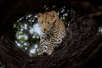 A wild leopard gazes intently from a tree branch in natural forest light. Ideal for: posters, wildlife conservation, safari visuals, and predator awareness. Green season, Central Kalahari, Botswana. 