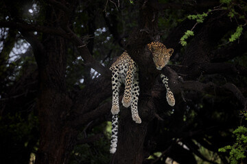 Leopardess - Panthera pardus rests languidly on a dark tree branch in golden light. Ideal for: Animal poster, wildlife conservation, African safari storytelling, and big cat photography. CKGR.