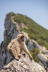 Barbary Macaque in Gibraltar Nature Reserve. Vertical Portrait of Furry Monkey with High Rock.