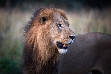Close-Up, side Portrait of Male Lion in Natural Habitat, Botswana,  showcasing lion’s facial features and mane texture.