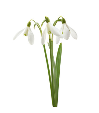 Small bouquet of snowdrop flowers isolated on white or transparent background