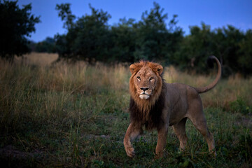 Powerful male lion walks through tall grass at dusk in Botswana's Okavango Delta. Eye contact. Ideal for: wildlife editorials, predator behavior, safari promotion. Colours: gold, green, shadowed blue.