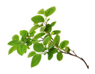 Closeup of green twig with fresh leaves isolated on white or transparent background