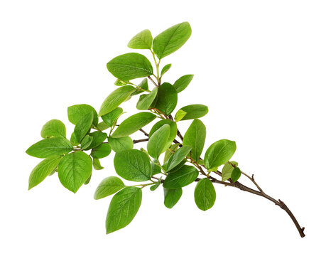 Closeup of green twig with fresh leaves isolated on white or transparent background