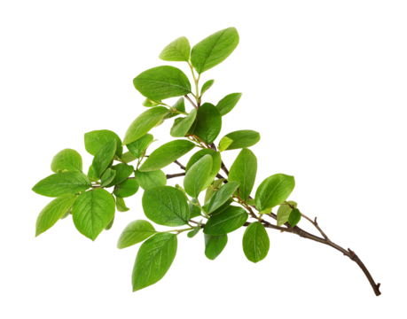 Closeup of green twig with fresh leaves isolated on white or transparent background - Powered by Adobe