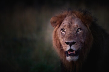 Close-up portrait of a majestic male lion (Panthera leo) in dramatic light at dusk, Okavango Delta, Botswana. Ideal for: African wildlife, big cats, conservation themes, safari photography.