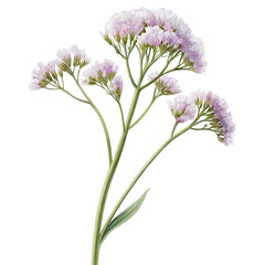 Fototapeta premium Sea lavender flower png purple flower png coastal bloom png wildflower png seaside plant png sea thrift variant png white background image