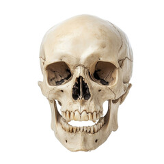 Human Skull  isolated on a transparent background