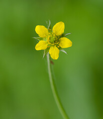 Beautiful close-up of geum urbanum