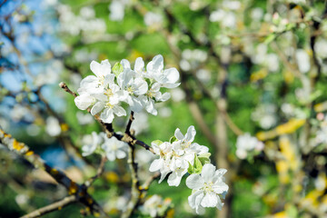 Blossoming tree brunch with white flowers. Spring flowers, blossom, white apple tree flowers.Beautiful nature.apple orchard
