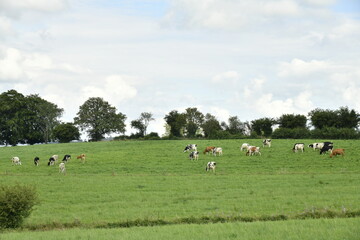 Fototapeta premium Troupeau de vaches laitières sous le soleil et nuages gris aux environs de Bra ( Lierneux)