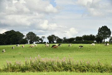 Troupeau de vaches laiti&egrave;res sous le soleil et nuages gris aux environs de Bra ( Lierneux)