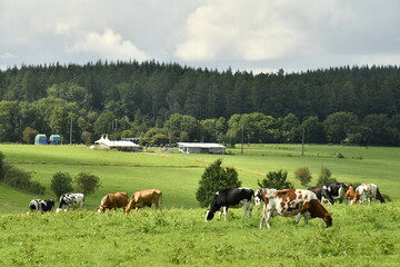 Vaches laitières dans une grande prairie entre ombre et soleil aux environs de Bra (Lierneux)
