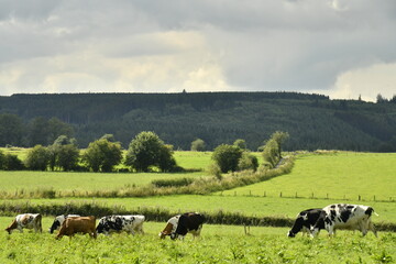 Troupeau de vaches laitières sous le soleil devant des nuages sombres aux environs de Bra...