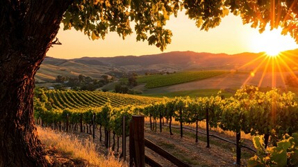 Fototapeta premium Golden Sunset Lights Up A Scenic Vineyard Landscape With Trees