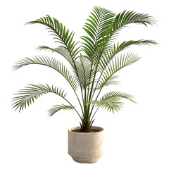 palm tree in a pot