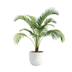 Obraz premium palm tree isolated on white