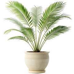 palm tree isolated on white