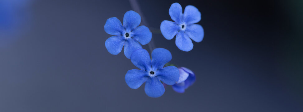 Close-Up of Blue Flowers on a Subtle Gray Background