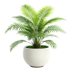 Obraz premium palm tree isolated on white