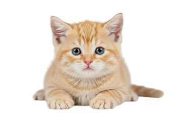 Fototapeta premium Cute ginger tabby kitten portrait isolated on transparent background