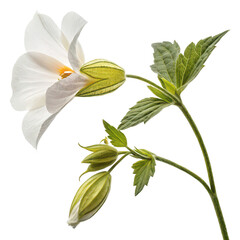 Torenia png wishbone flower png purple flower png garden bloom png summer flower png ornamental plant png colorful flower png bedding plant png transparent background image