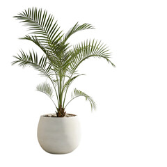 Obraz premium palm tree isolated on white