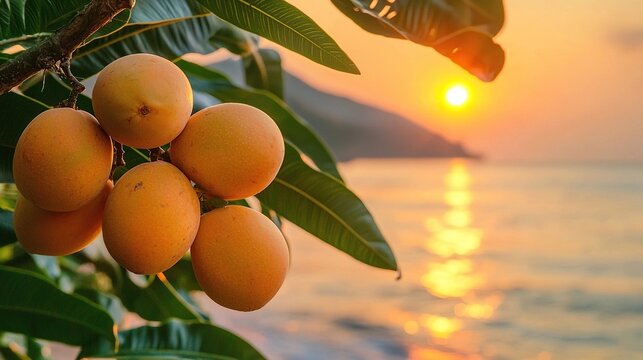 mango on branch in konkan coast india sunset
