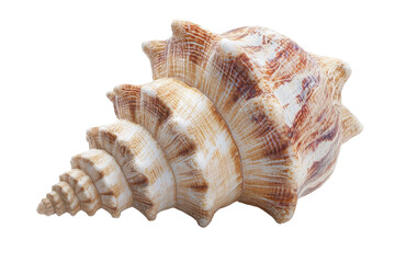 Obraz premium seashell 